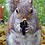 OutlawSquirrel